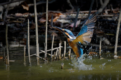 カワセミの離水