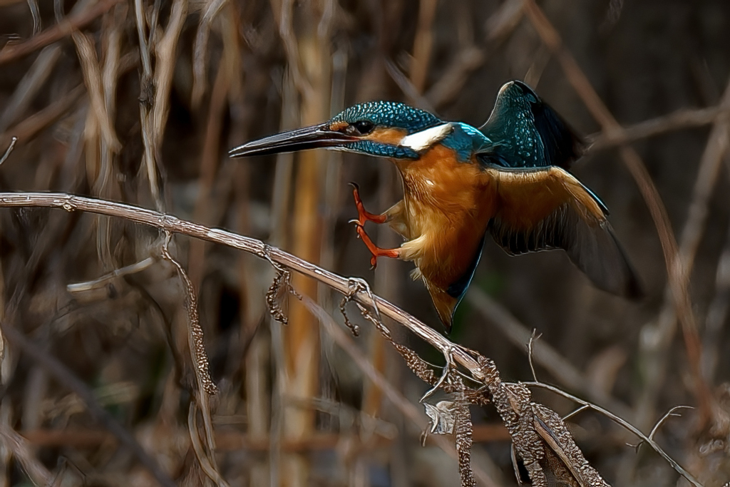 カワセミの飛び着き