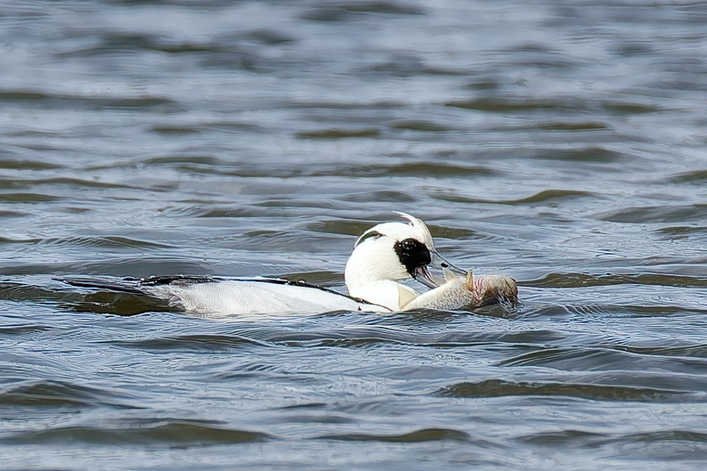 バスを捕まえたミコアイサ