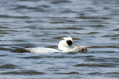 バスを捕まえたミコアイサ