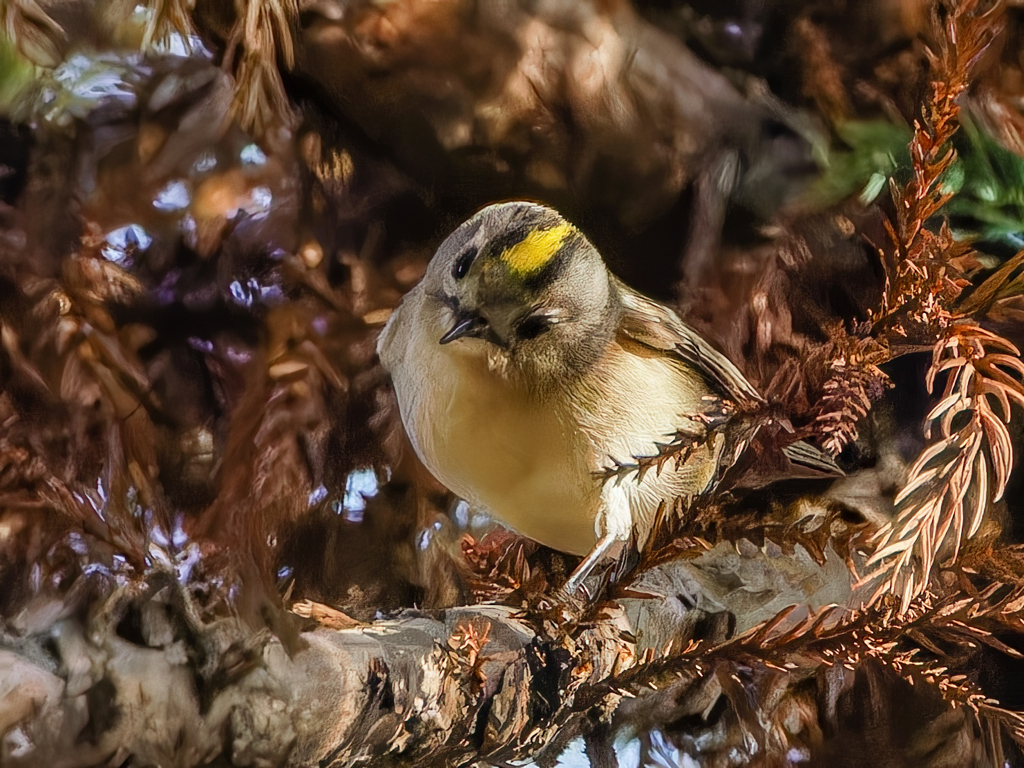 キクイタダキ③