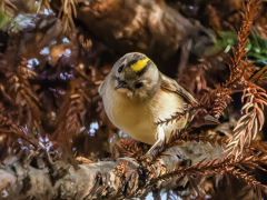 キクイタダキ③