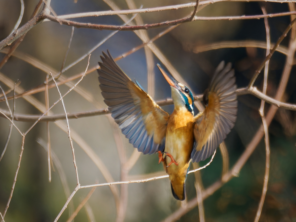 カワセミの飛着き