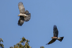 やはり成鳥には勝てず。逃げ出す若鳥