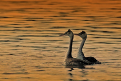 夕日に染まる冠カイツブリ