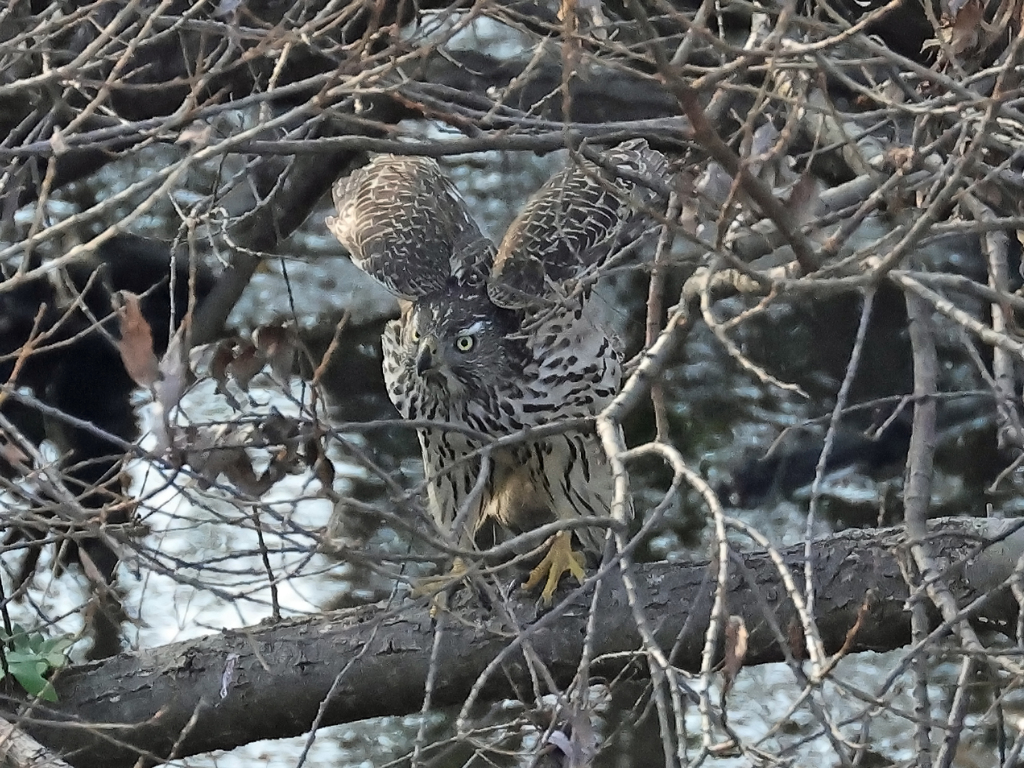 藪の中のオオタカ幼鳥②