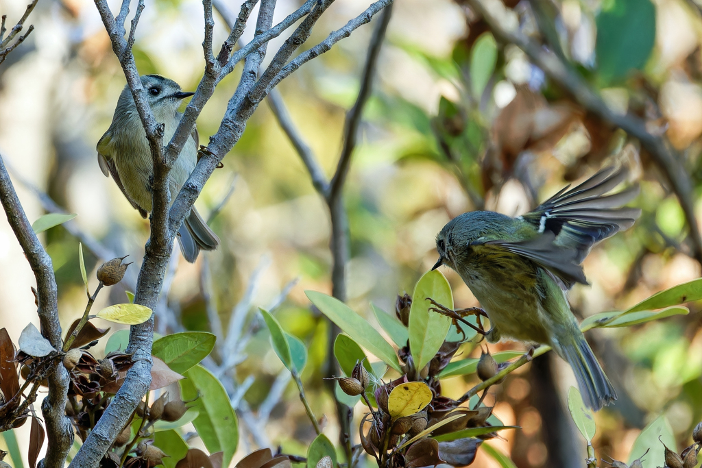 パカーンを期待したが、、、①