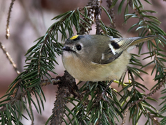 キクイタダキ⑥