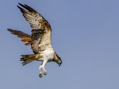 これから急降下！