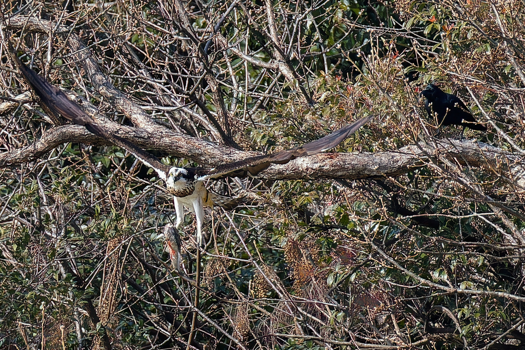 カラスが来たので移動します！