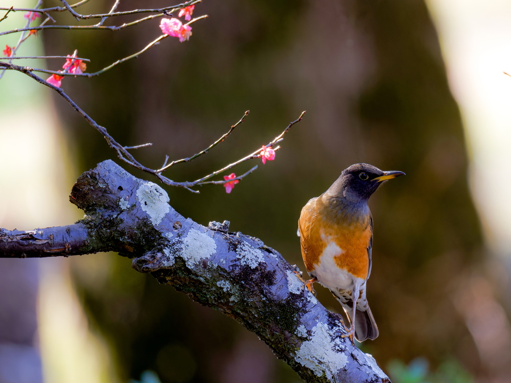 紅梅にオオアカハラ①