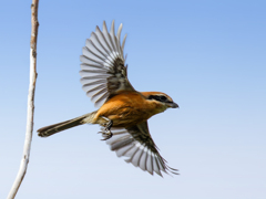 モズの飛び出し②