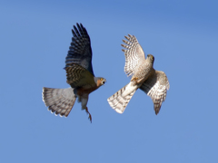 ハイタカバトル⑥