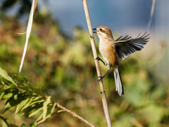 モズの飛着き