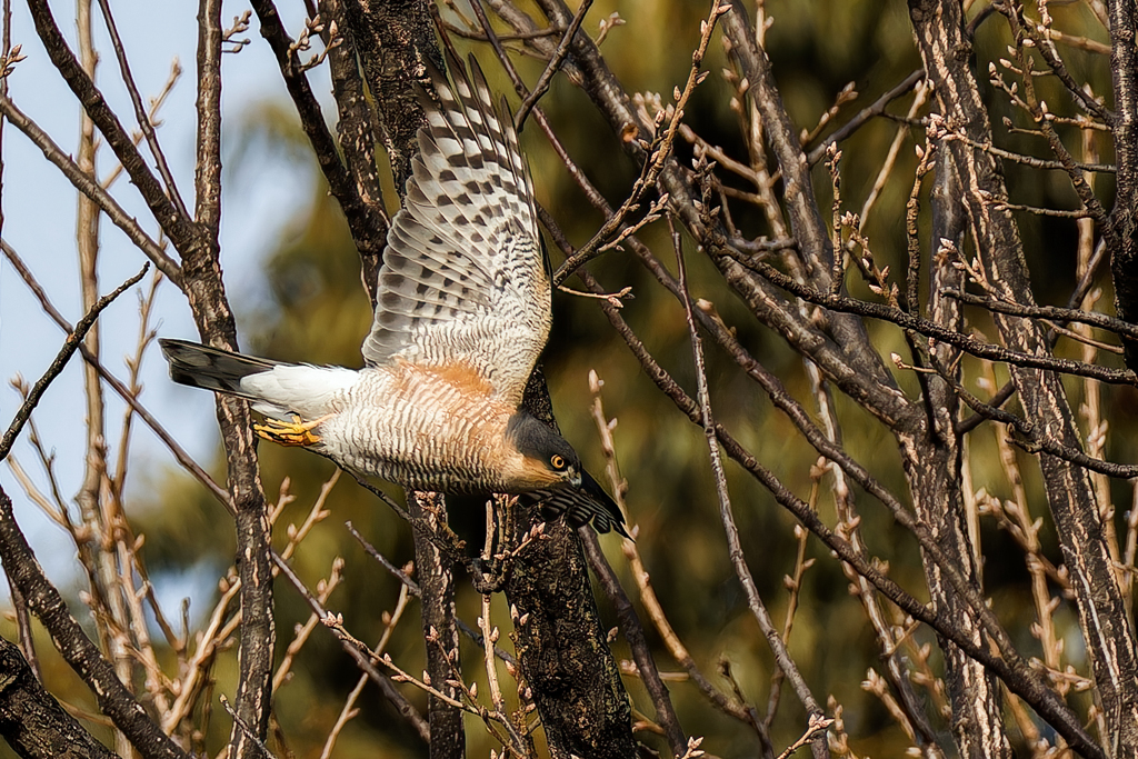 ハイタカの飛び出し