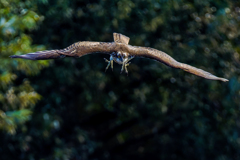 大鮎にロックオン! 大鮎にロックオン!