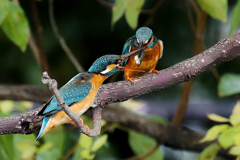 カワセミの餌渡し③
