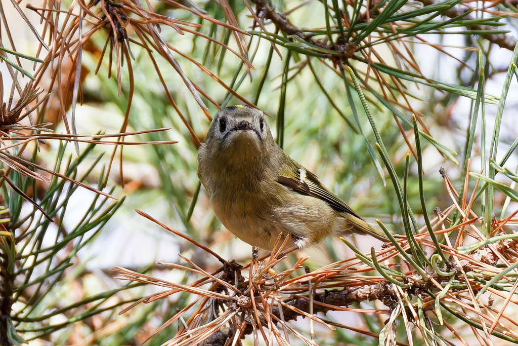 キクイタダキ①