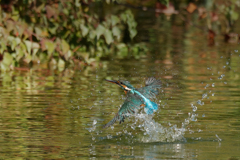 カワセミの水浴び