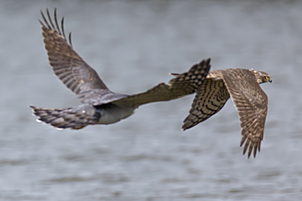 オオタカの追跡