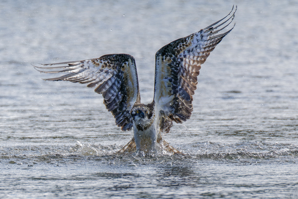 ミサゴの離水直前
