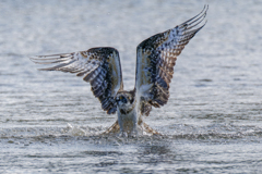 ミサゴの離水直前