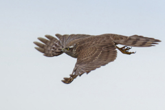 ハイタカの飛び出し②