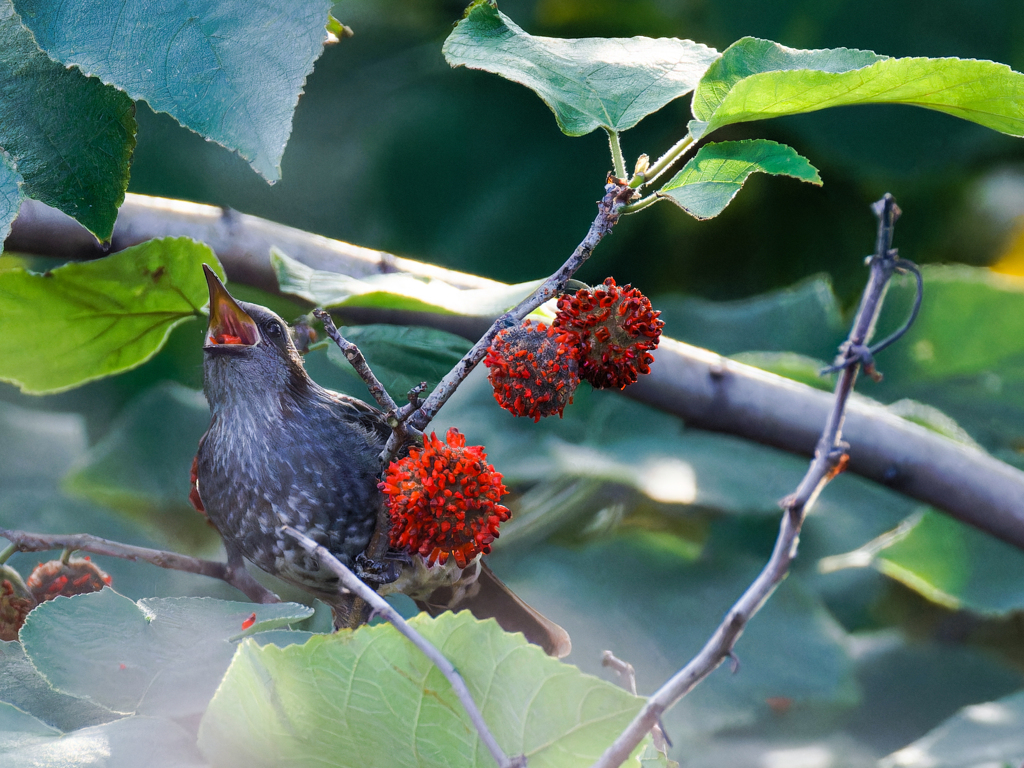 赤い実を食すヒヨドリ