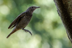 飛び着く磯ヒヨドリの若鳥