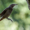 飛び着く磯ヒヨドリの若鳥