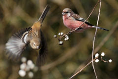 ベニマシコペアー②