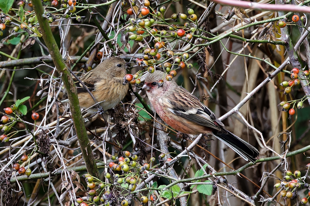 ベニマシコペアー①
