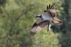 大きな鮎をお持ち帰り①