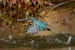 魚捕りに失敗したカワセミ④