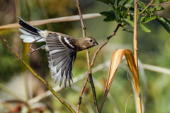 ベニマシコ♀の飛び出し