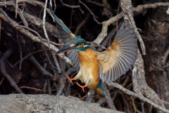 カワセミの飛着き