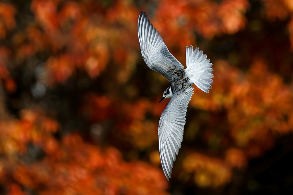 紅葉で映えるクロハラアジサシの若鳥