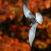 紅葉で映えるクロハラアジサシの若鳥