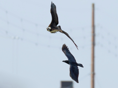 捕られるものか！