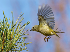 キクイタダキのホバリング④