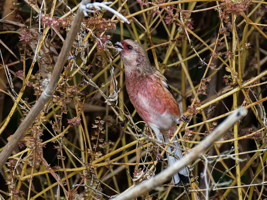 種を食すベニマシコ♂