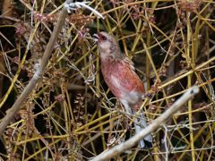 種を食すベニマシコ♂