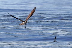 飛び跳ねた魚を狙う①