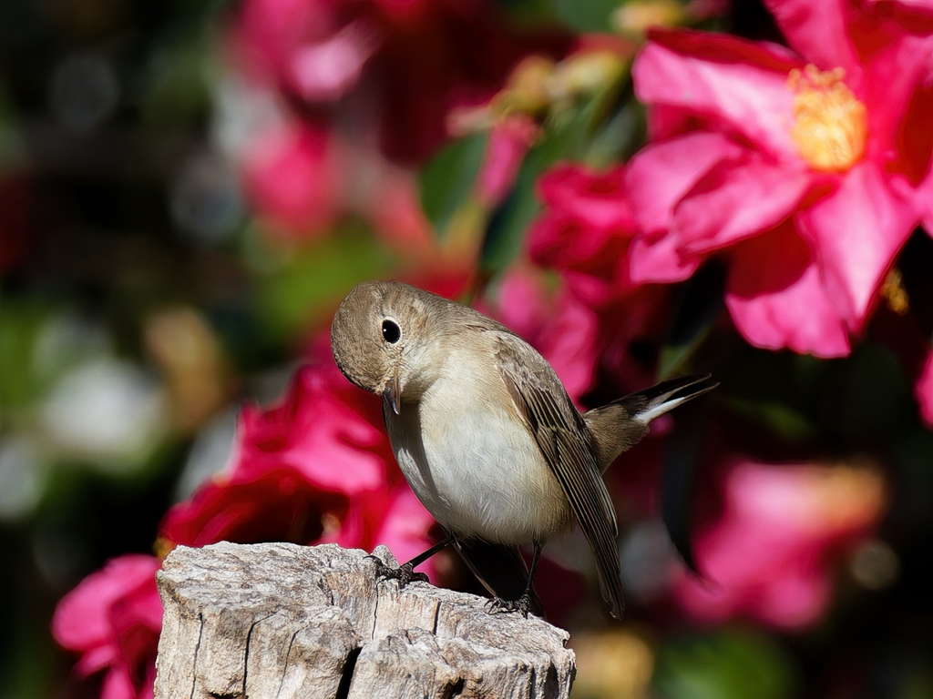 山茶花にニシオジロビタキ②
