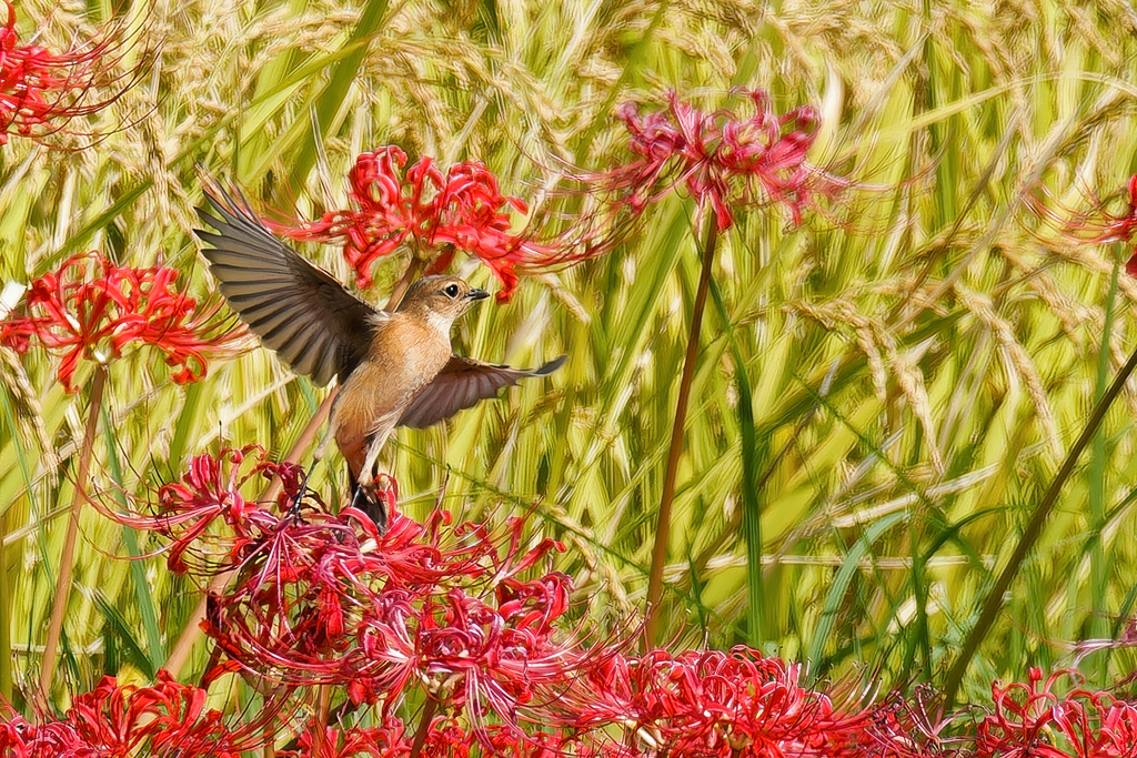 彼岸花ノビタキ
