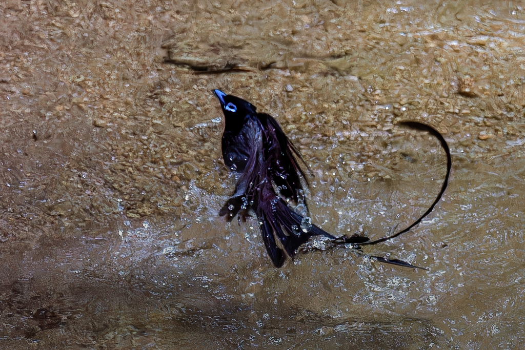 サンコウチョウの水浴び⑨