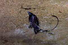 サンコウチョウの水浴び⑨