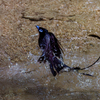 サンコウチョウの水浴び⑨
