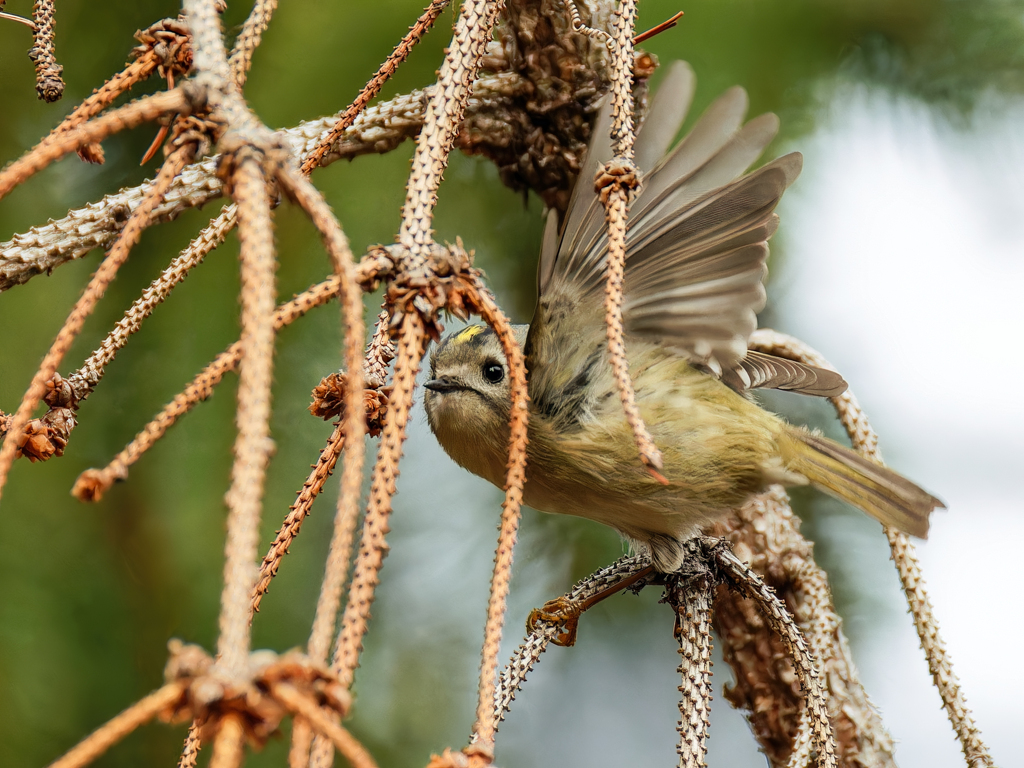 ドイツトウヒに来た菊ちゃん②