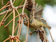 ドイツトウヒに来た菊ちゃん②